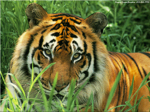 Tiger